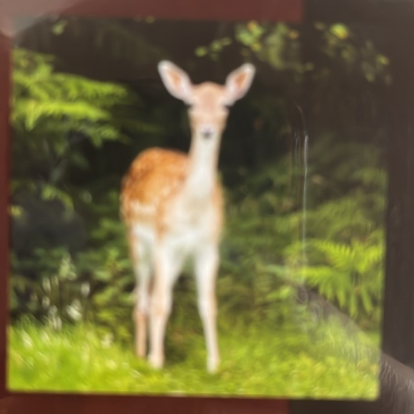 North America Wild Life 2025 12 Month Calendar NIP - Picture 8 of 16